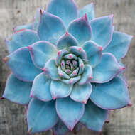 Image of Echeveria elegans Rose