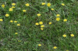 Image of lesser hawkbit