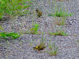 Image of Grey-capped Greenfinch