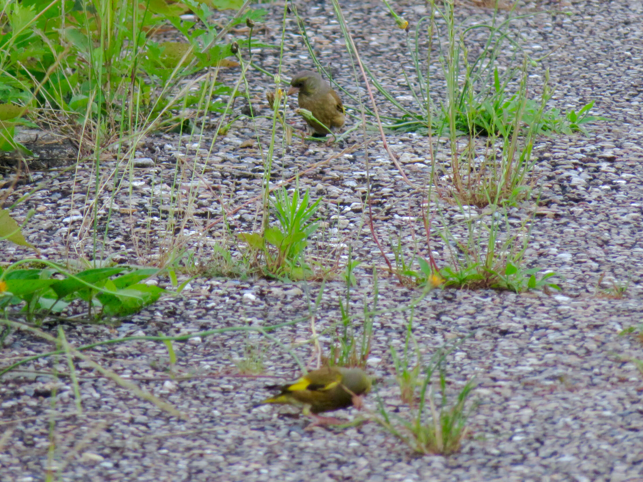 Image of Grey-capped Greenfinch