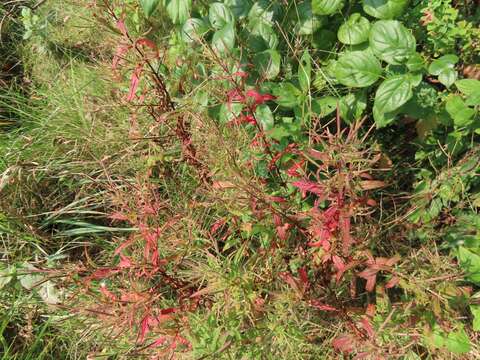 Image of purpleleaf willowherb