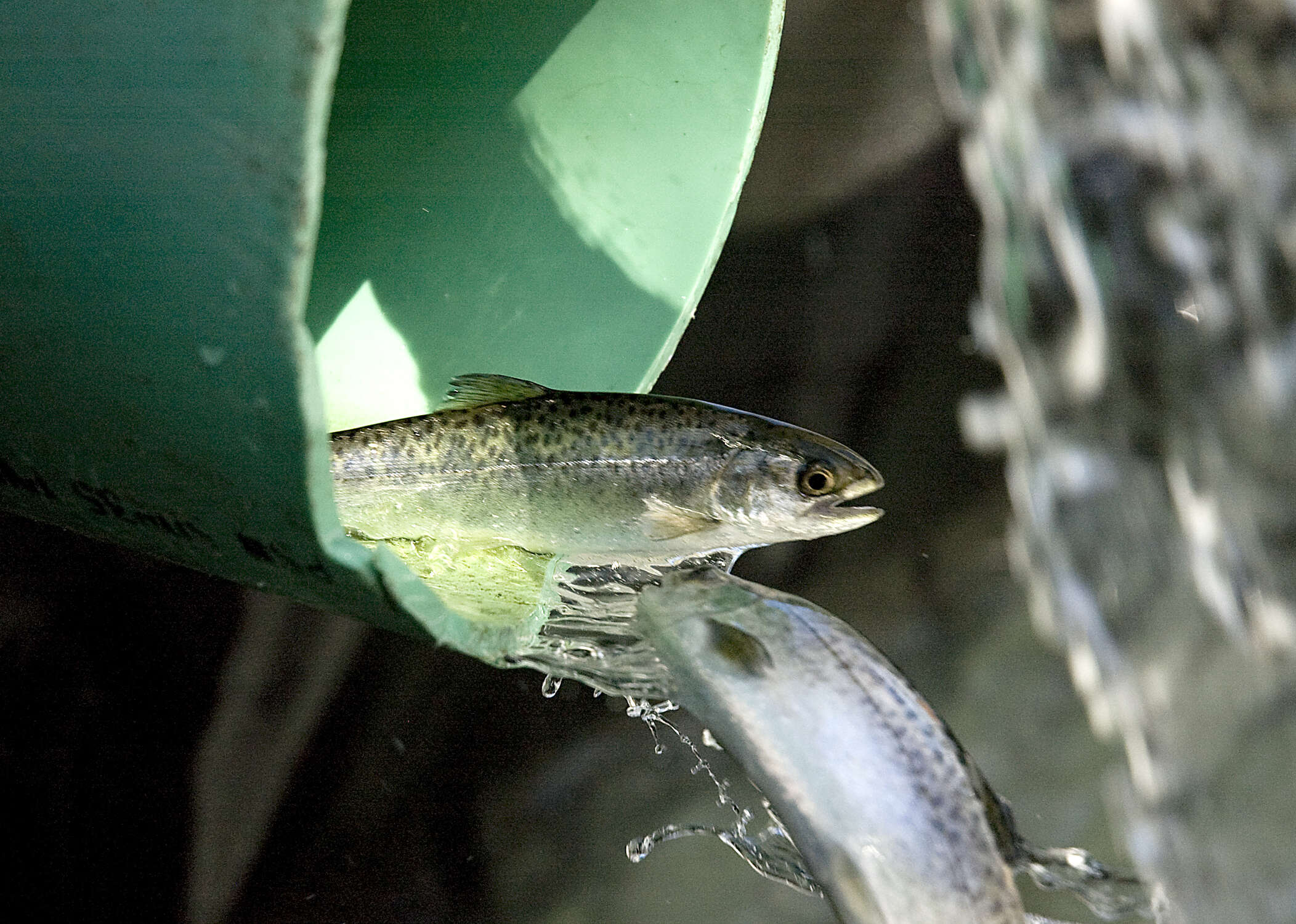 Image of Chinook Salmon