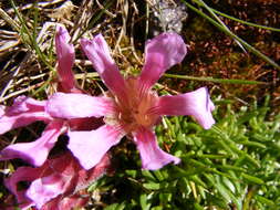 Image of Saponaria pumila Janchen