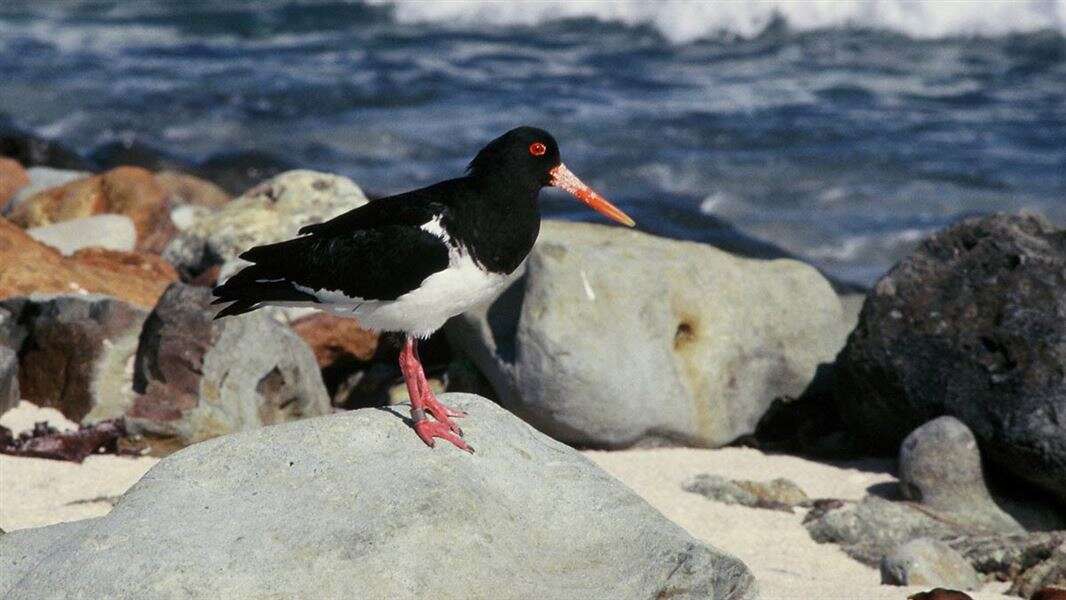 Image of Chatham Island Pied Oystercatcher