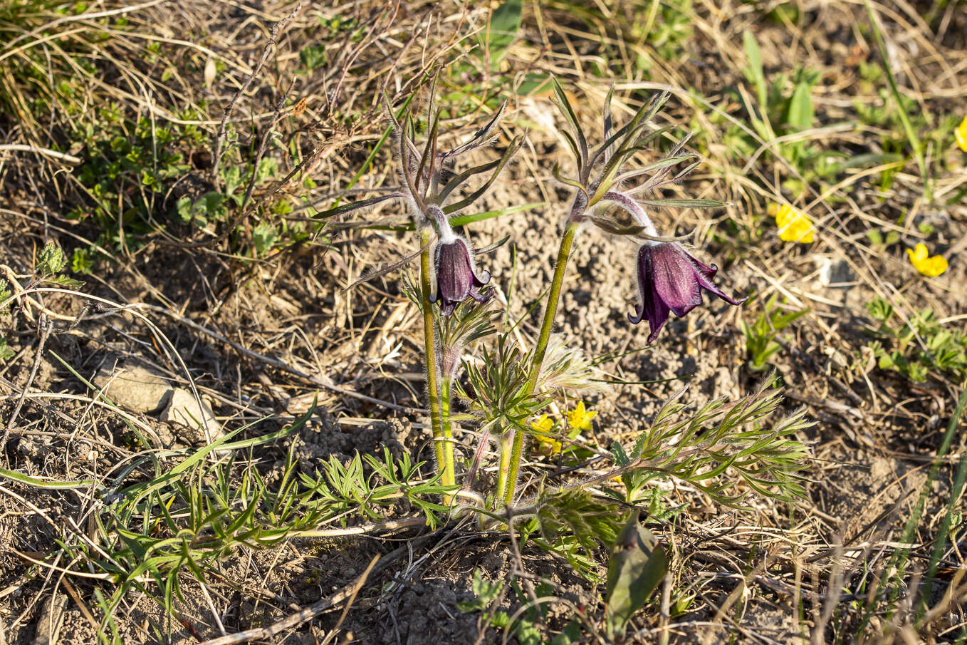 Image of Small Pasque Flower