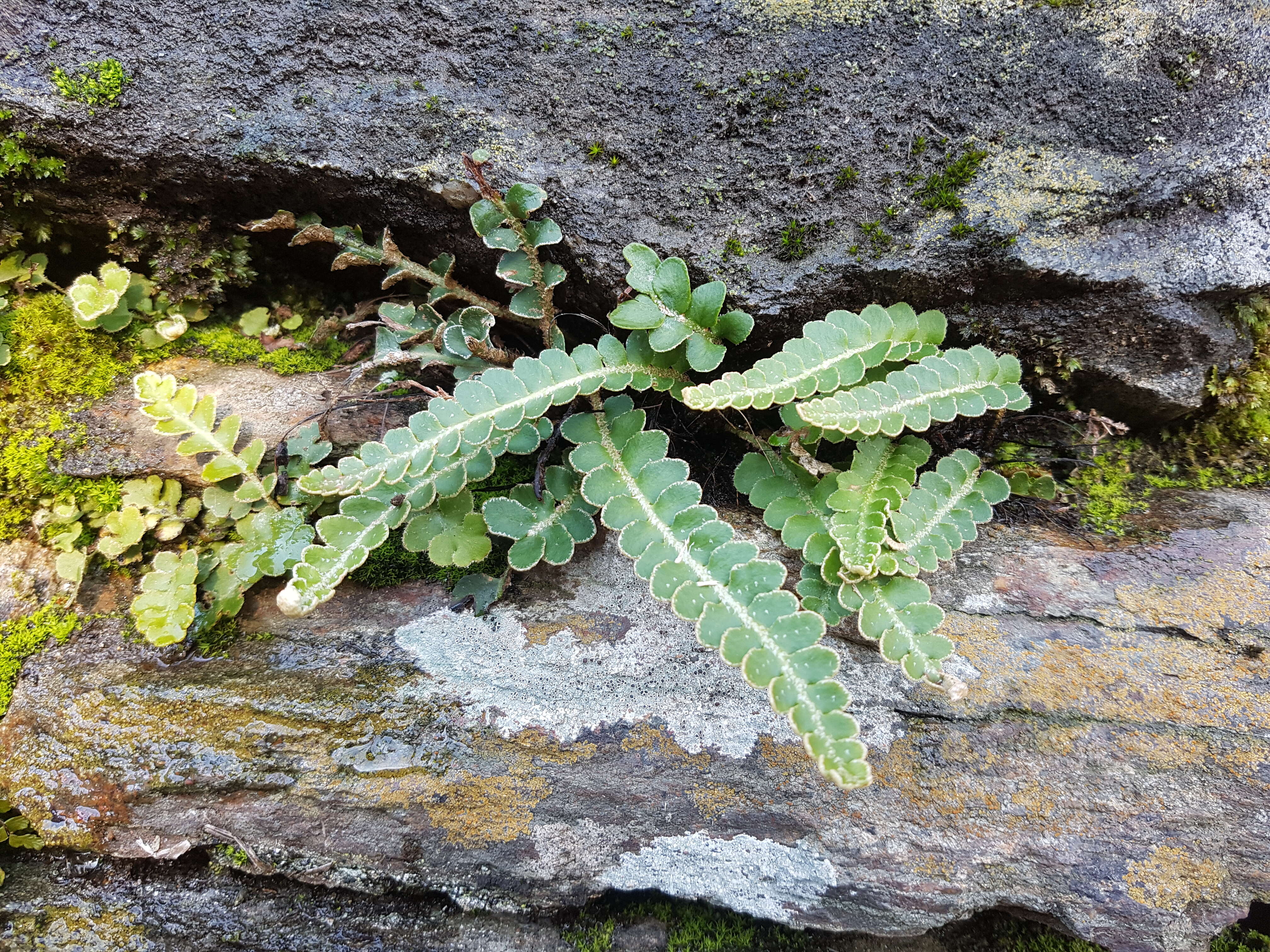 Plancia ëd Asplenium ceterach L.