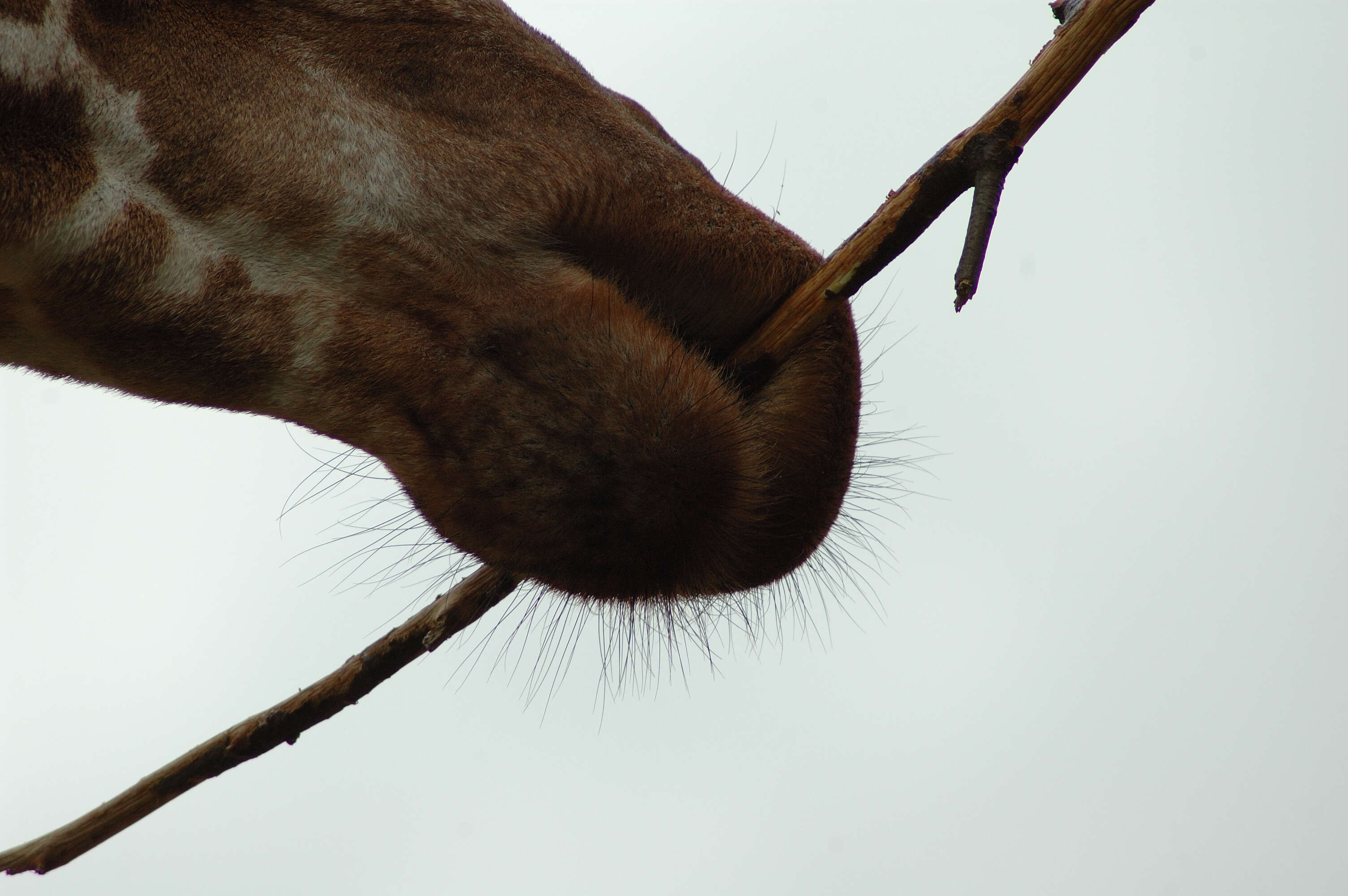 Image of Giraffe