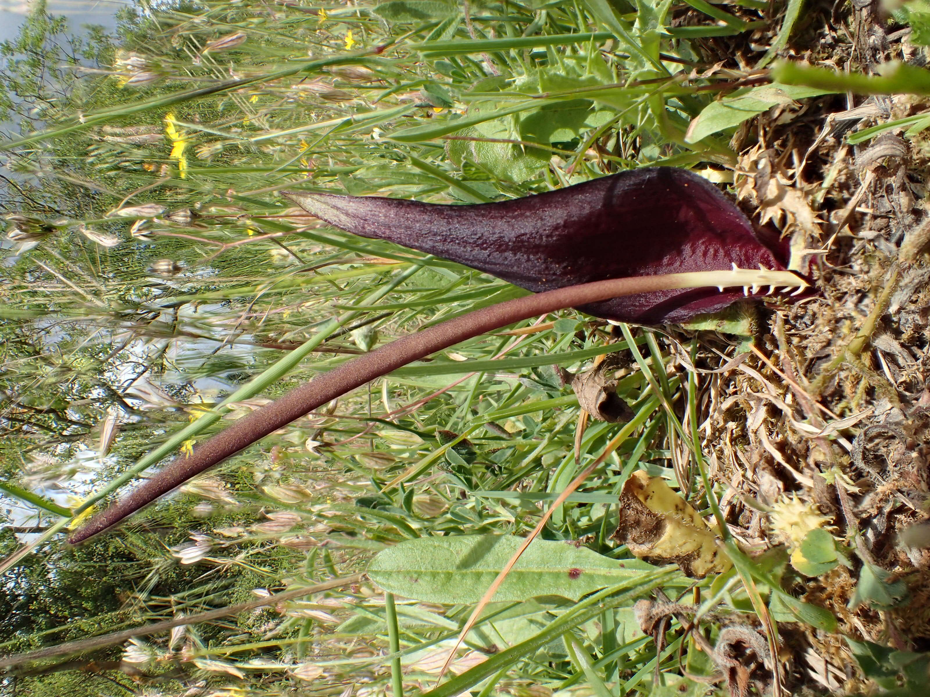 Image of Narrow-leaved Biarum