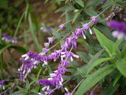 Imagem de Salvia leucantha Cav.