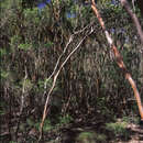 Image of Eucalyptus castrensis K. D. Hill