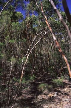 Image of Eucalyptus castrensis K. D. Hill