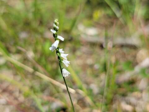 Слика од Spiranthes tuberosa Raf.