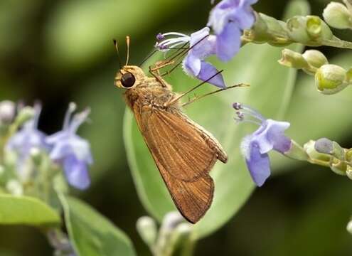 Image of Hecebolus skipper