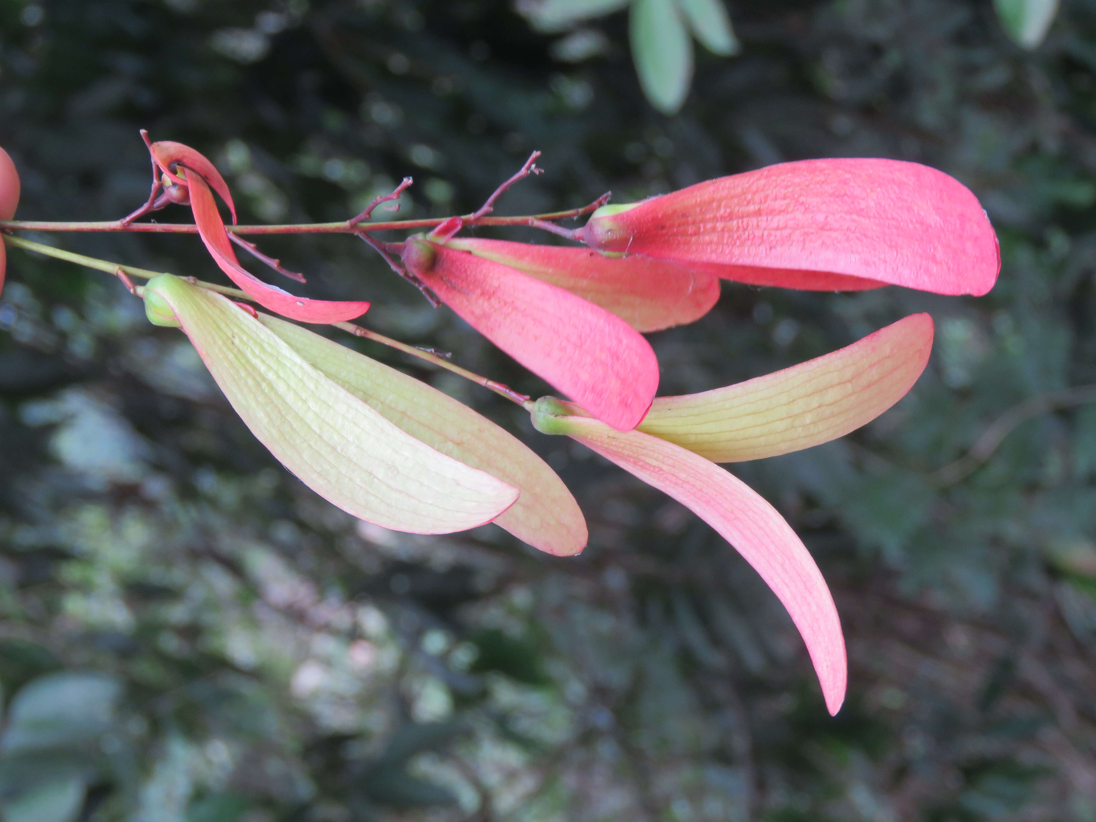 Image of Hopea ponga (Dennst.) D. J. Mabberley