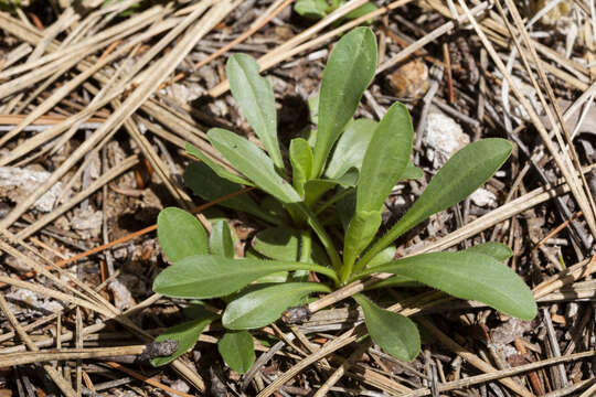 Image of Arizona fleabane