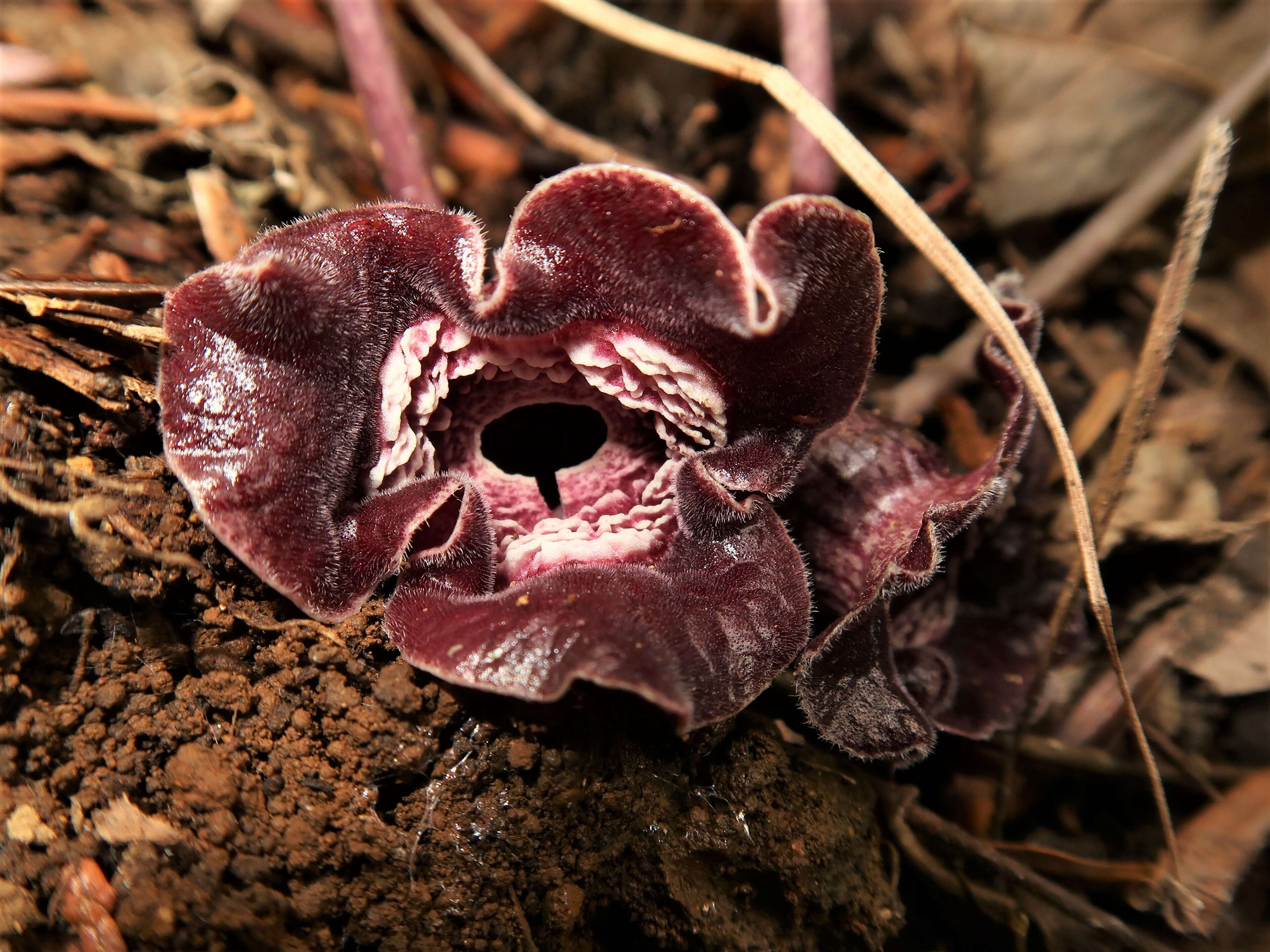 Image of Wild ginger