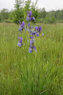 Image of German Iris