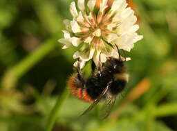 Image of Bombus monticola Smith 1849