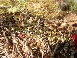 Image of Asterella drummondii (Taylor) R. M. Schust. ex D. G. Long