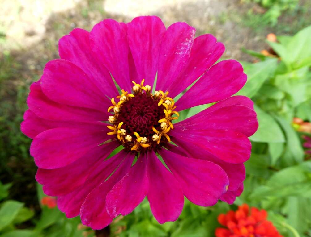 Image of ELEGANT ZINNIA