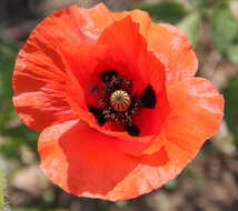 Image of corn poppy