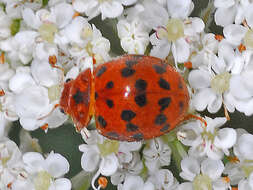 Image of Subcoccinella