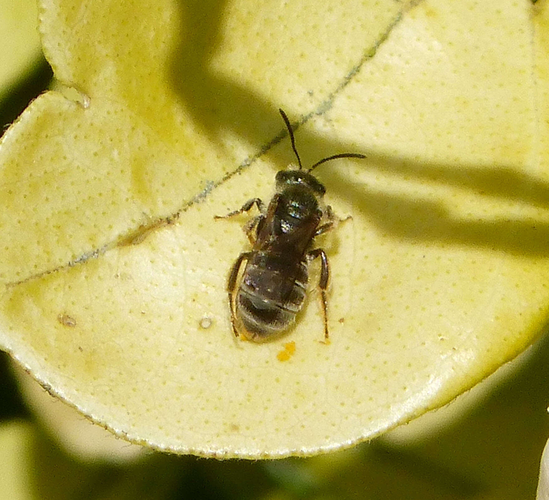 Image of Halictus tumulorum (Linnaeus 1758)