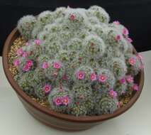 Image of Mammillaria laui D. R. Hunt