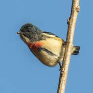 Image of Fire-breasted Flowerpecker