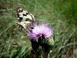 Imagem de Melanargia lachesis Hübner 1790