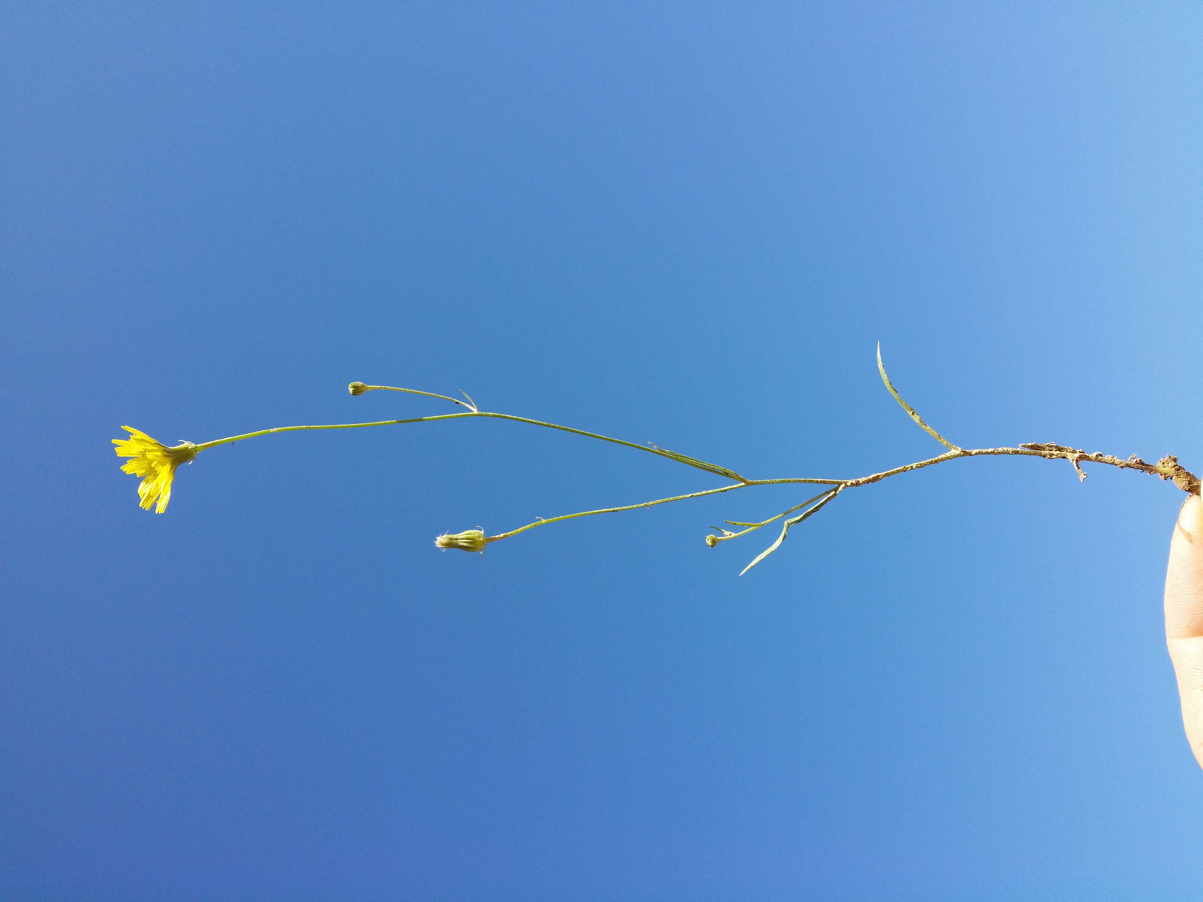 Image of narrowleaf hawksbeard