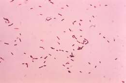 Image of Bacillus subtilis