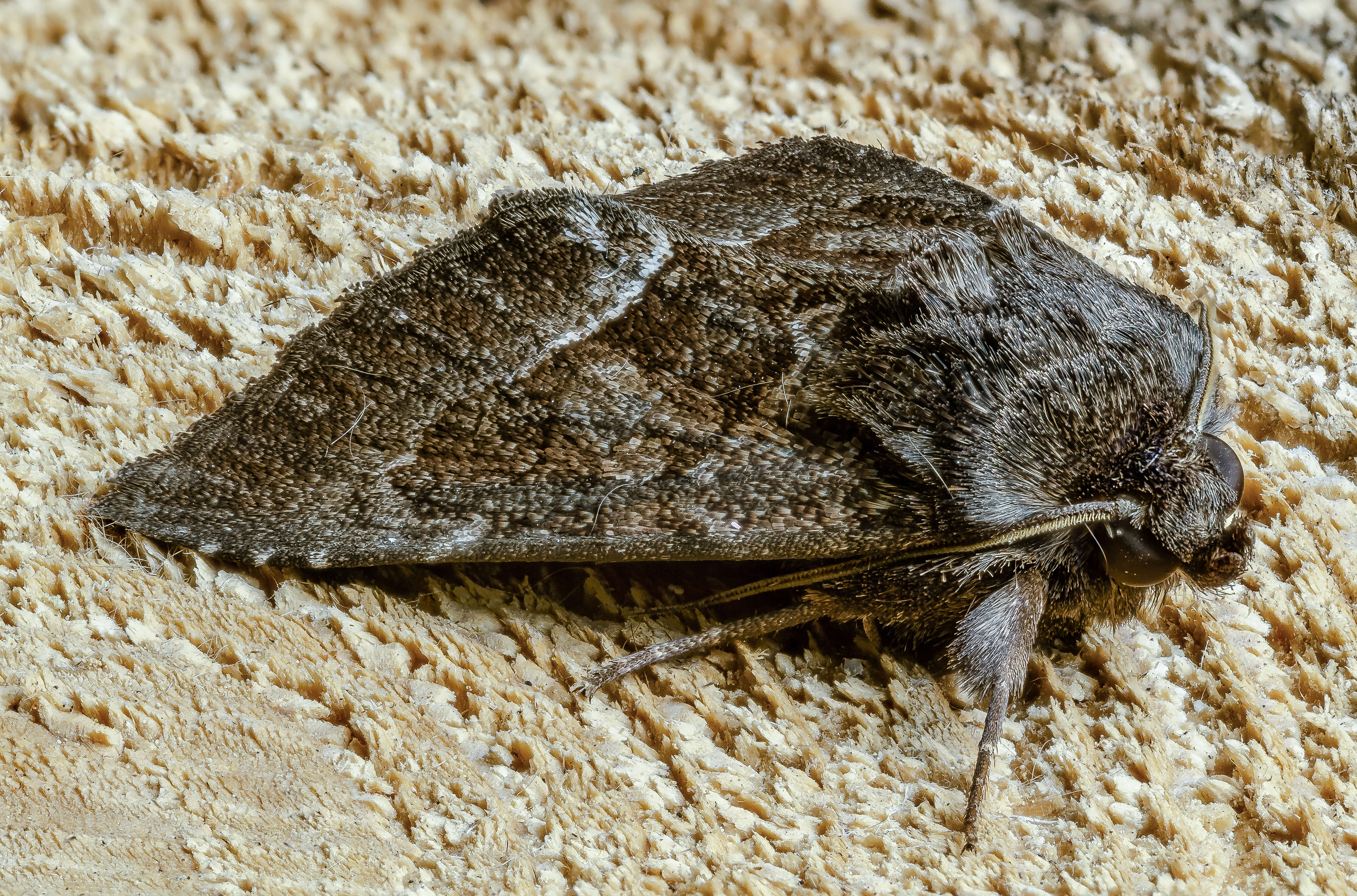 Image of straw underwing