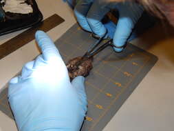 Image of Hawaiian Hoary Bat