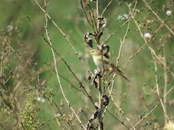 Image of Willow Warbler