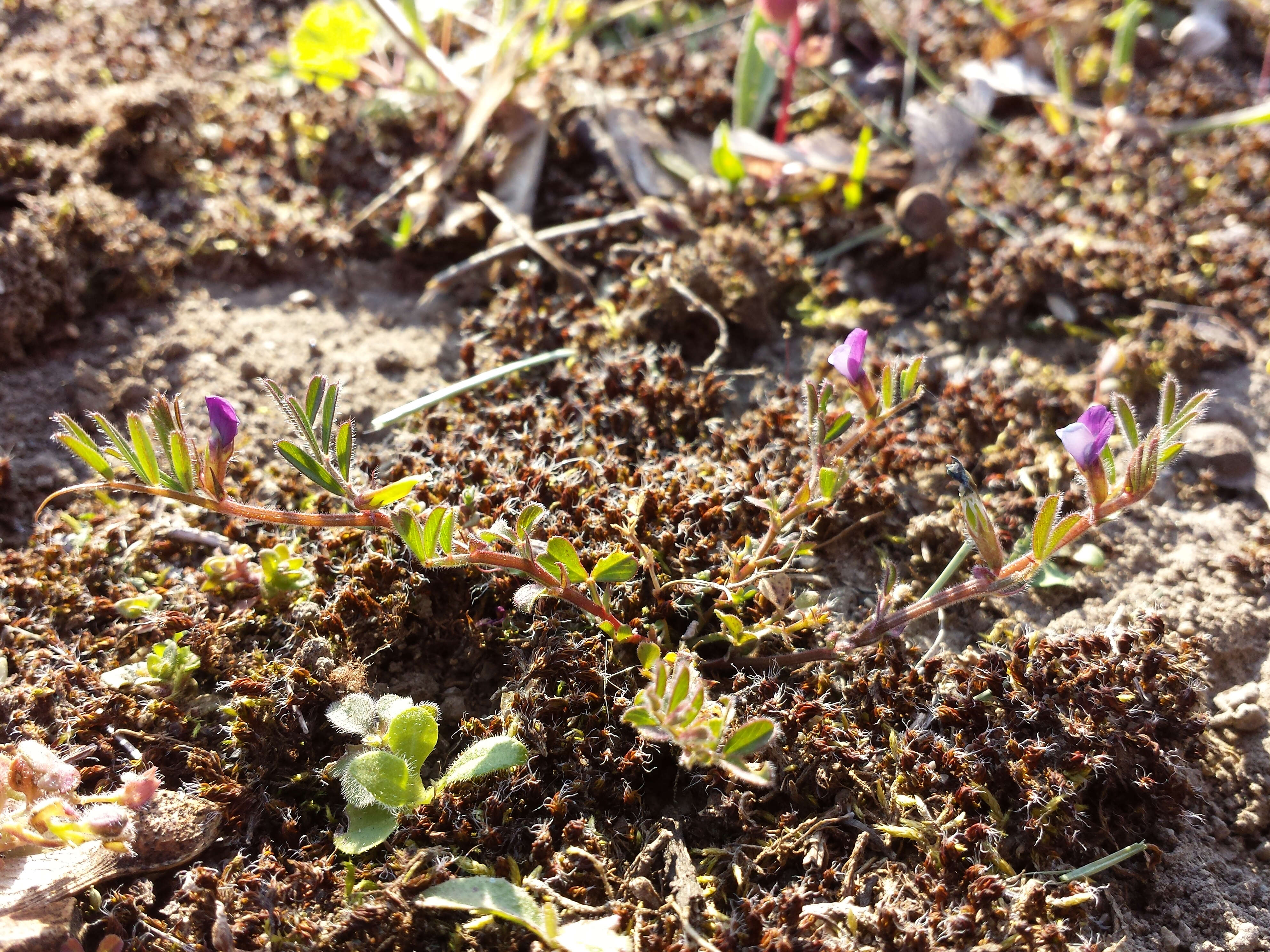 Imagem de Vicia lathyroides L.