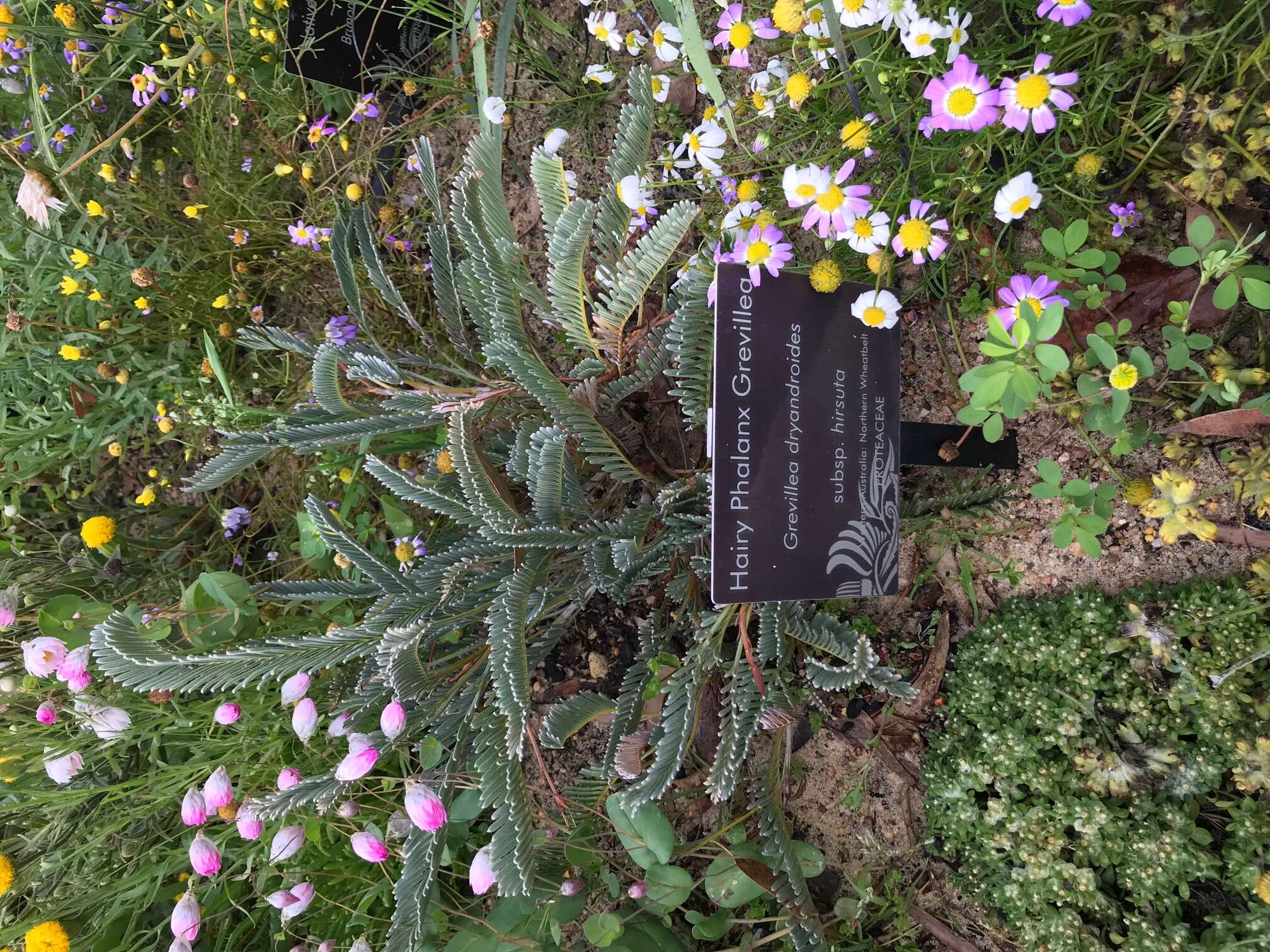 Image of Silky-oak