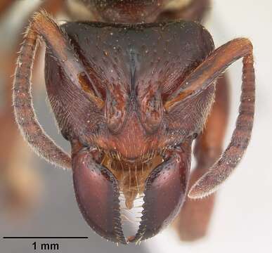 Image of Centromyrmex raptor