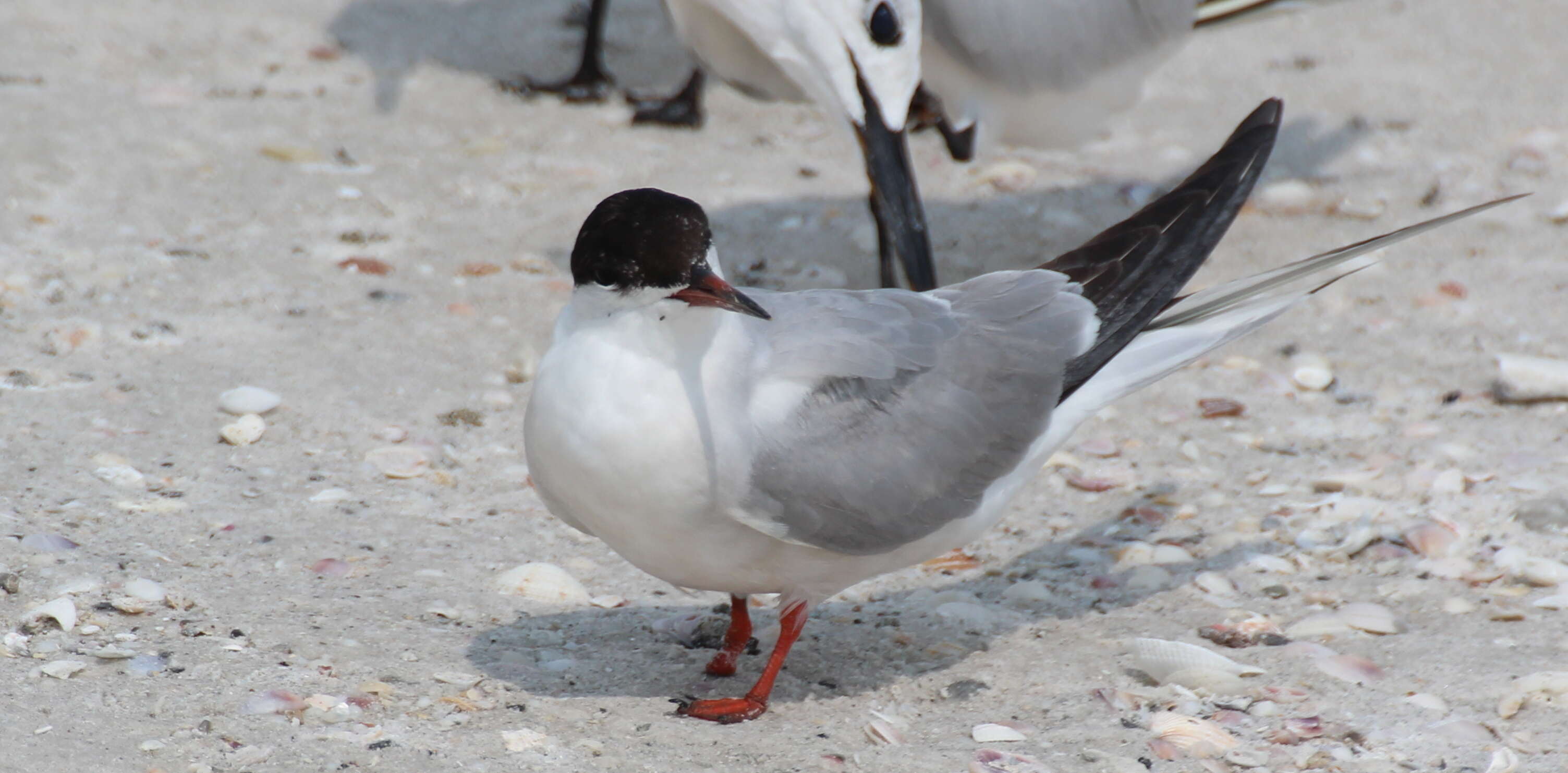 Image of Common Tern