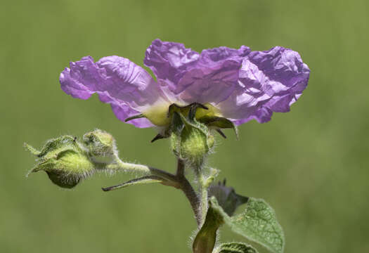 Image of Cistus creticus L.