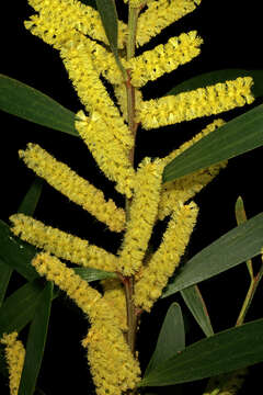 Imagem de Acacia longifolia (Andrews) Willd.