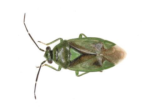 Image of Orthops campestris (Linnaeus 1758)