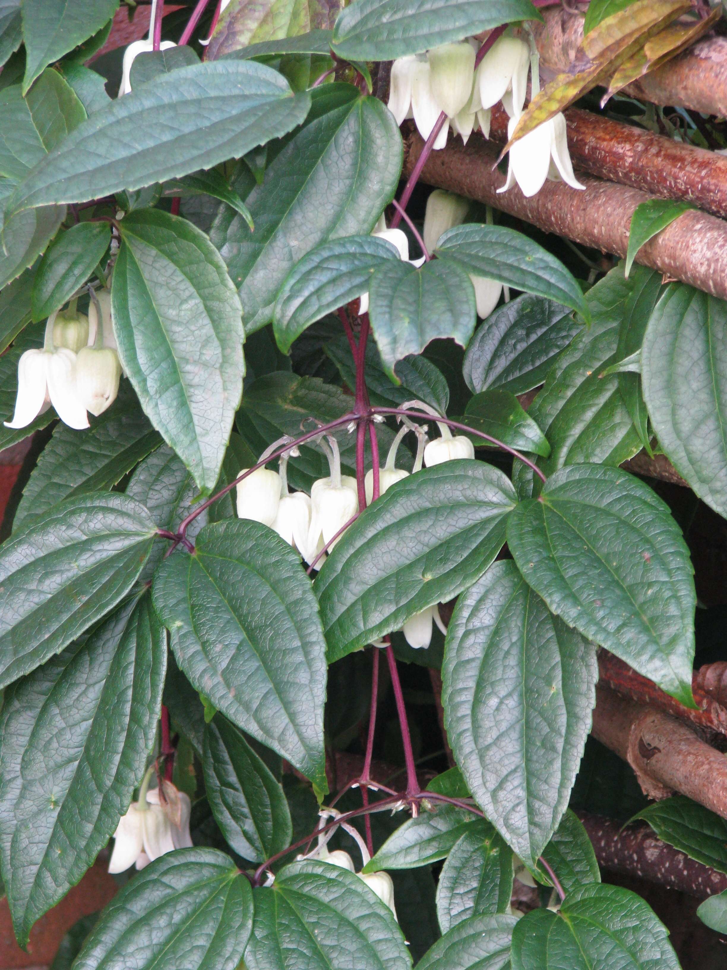 Image of Clematis urophylla Franch.