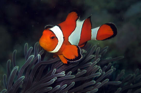 Image of Clown anemonefish