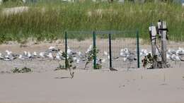 Image of Piping Plover