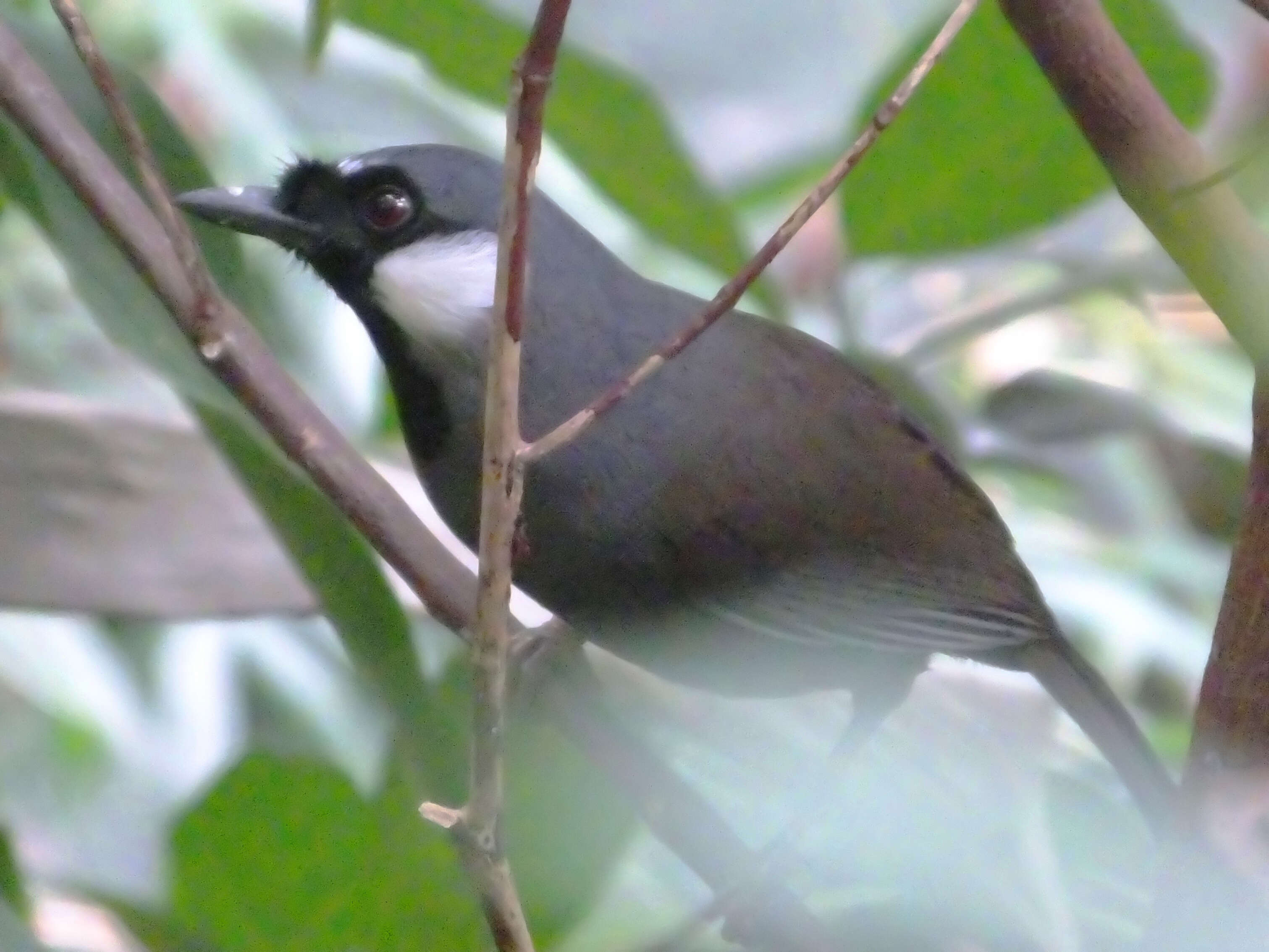 Image of Garrulax chinensis