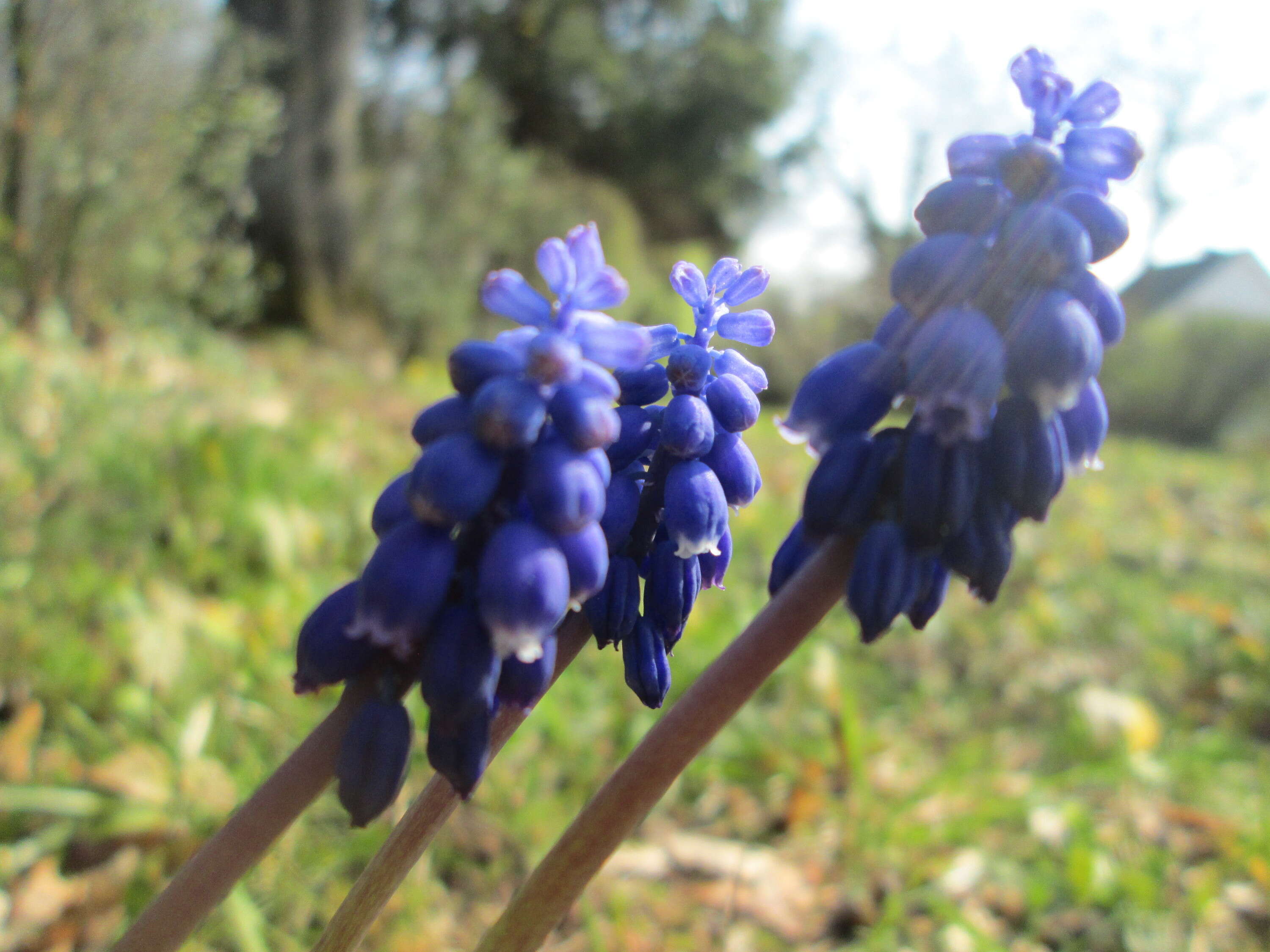 Imagem de Muscari armeniacum H. J. Veitch