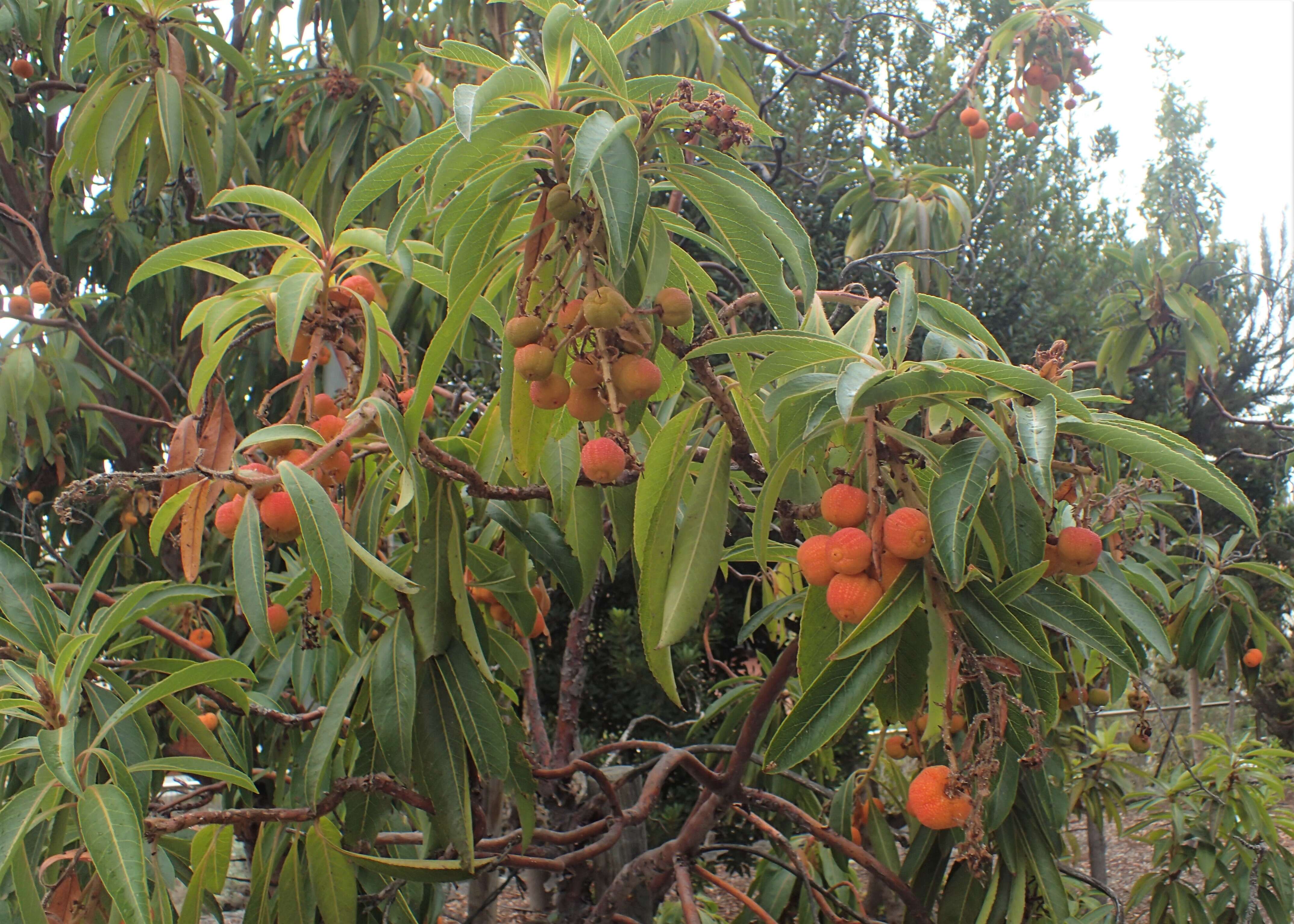 Imagem de Arbutus canariensis Duham.