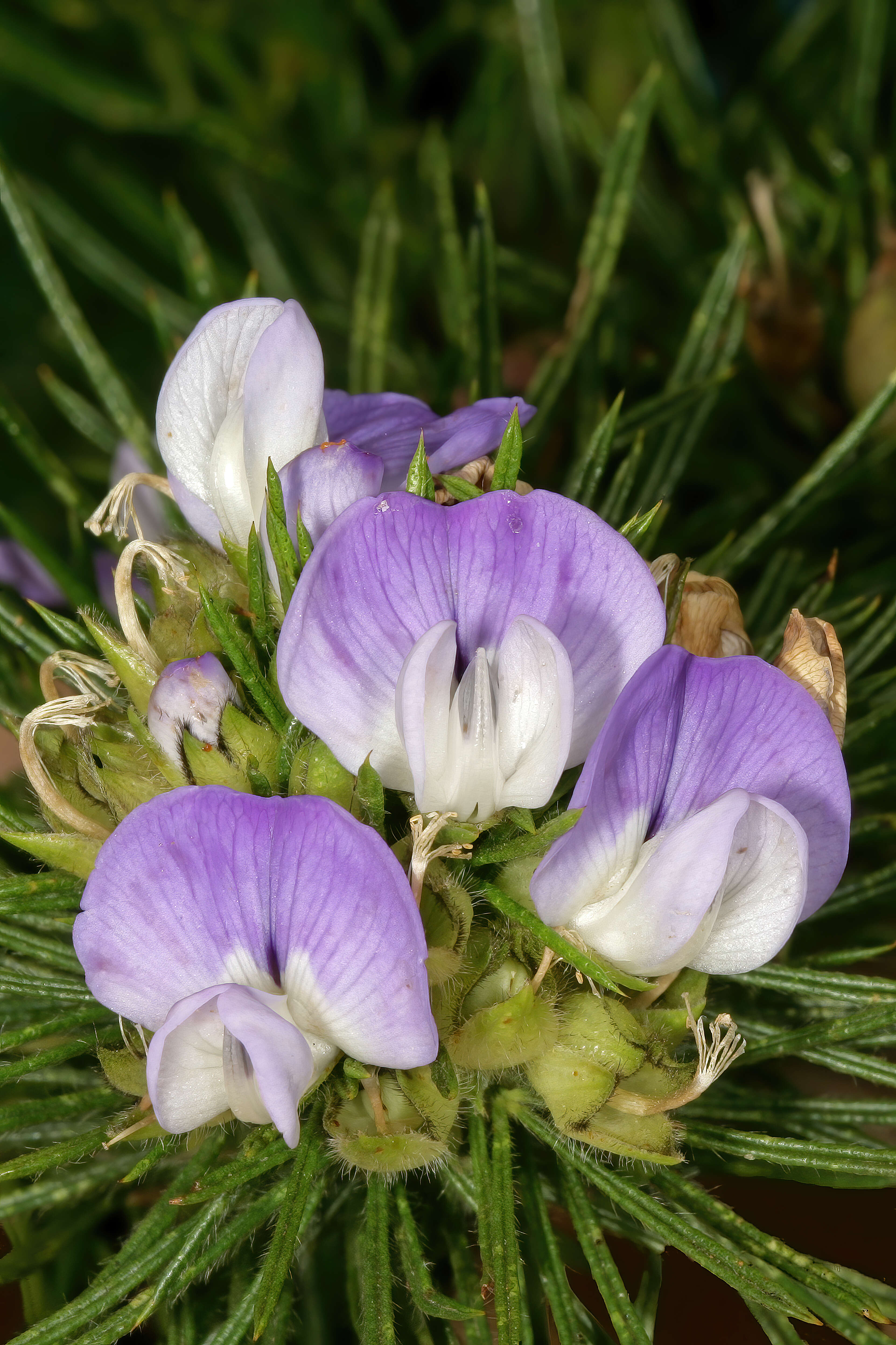 Plancia ëd Psoralea pinnata L.