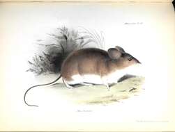 Image of Darwin's Leaf-eared Mouse